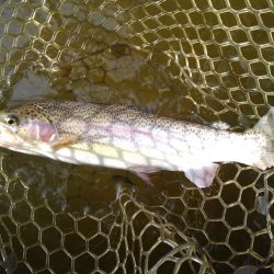 大安トラウトレイク釣果